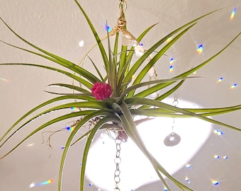 Air Plant Holder Sun Catcher With Rose Quartz, Boho Gold Air Plant Hanger, Sun Catcher Plant Display