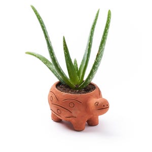 Handmade Terracotta Turtle Planter with Drainage~ Blue Pottery Jaipur Artisan Design ~ Terracotta Pot in Turtle Shape ~ Turtle Gift for Her