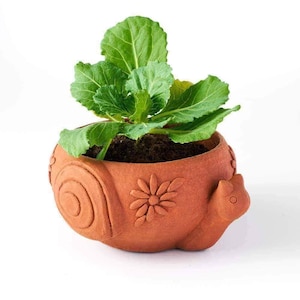 May include: A terracotta snail-shaped planter featuring a relief-carved spiral shell and a flower design on the side. The planter contains dark potting soil and a vibrant green leafy plant with broad, textured foliage extending from the top.