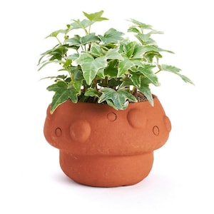 Puede incluir: Una pequeña planta en maceta con hojas abigarradas verdes y blancas. La planta está en una maceta con forma de hongo de color terracota con detalles circulares decorativos. La maceta tiene una base redondeada y una parte superior más ancha.