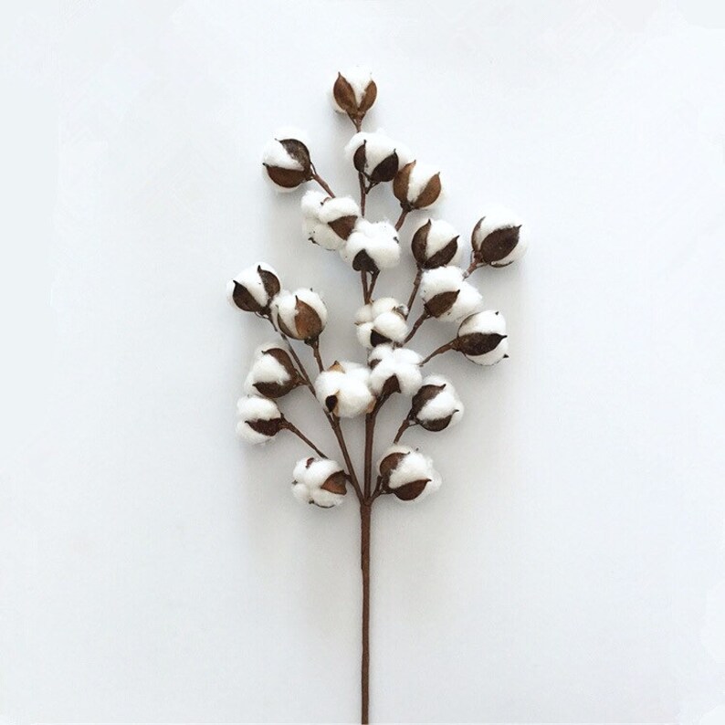 Dried Cotton Branch 29.5 Long 20 Cotton Balls Branches Etsy