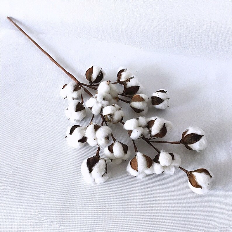 Dried Cotton Branch 29.5 Long 20 Cotton Balls Branches Etsy
