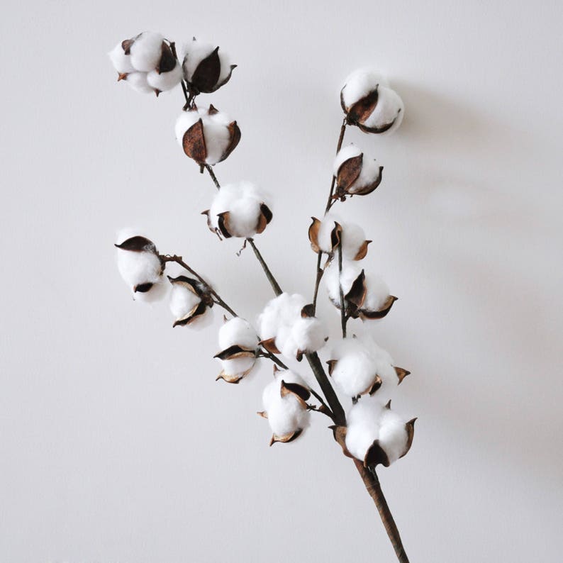 Dried Cotton Branch 29.5 Long 15 Cotton Balls Branches Etsy