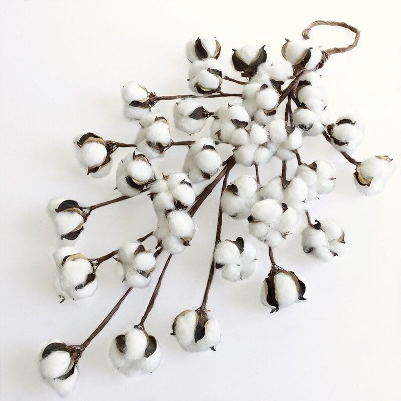 Dried Cotton Branch 20long 34cotton Balls Vine Cotton Etsy