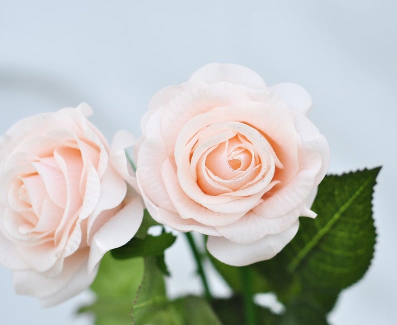 1 Stems Real Touch Rose Light champagne pink Pale Blush Rose Etsy