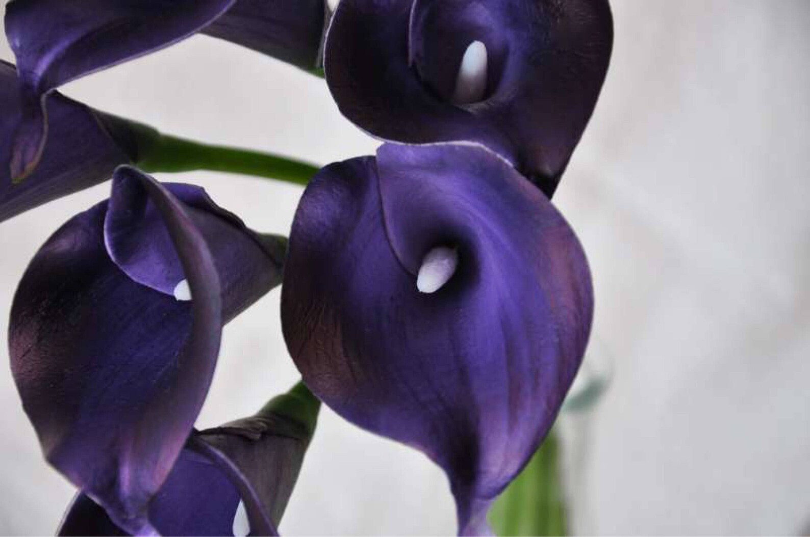 Real Touch Eggplant Calla Lilies for Bridal Bouquets Purple Etsy