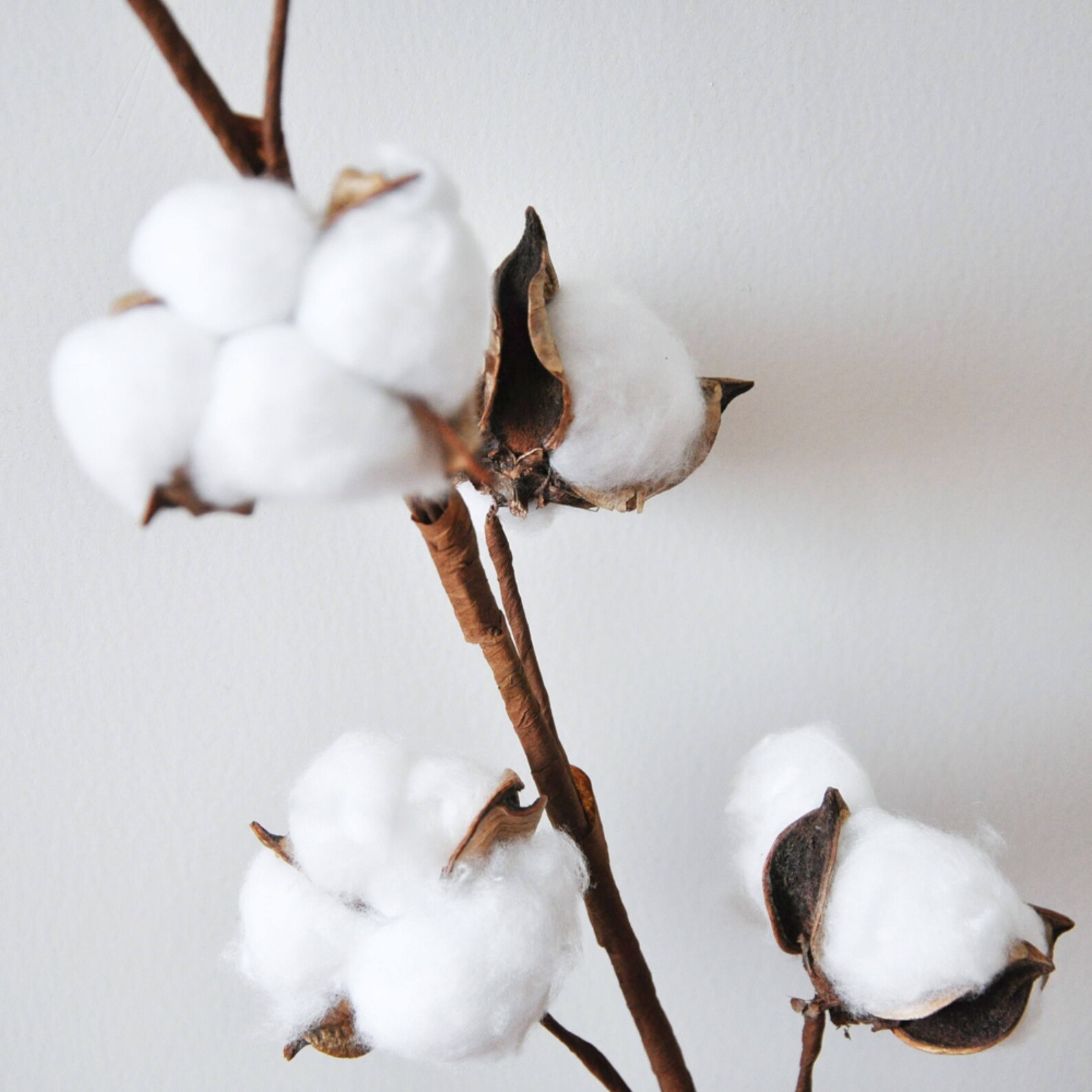 Dried Cotton Branch 29.5 Long 8 Cotton Balls Branches Etsy