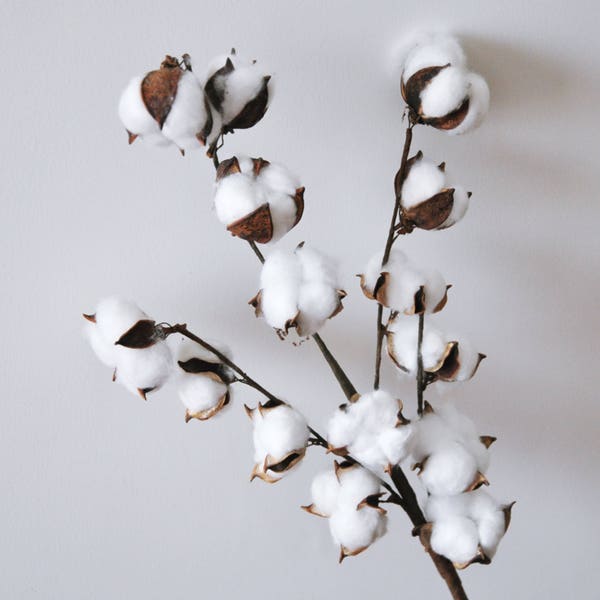 Dried Cotton Branch 29.5" Long 15 Cotton Balls Branches Cotton Ball Stalks Natural Rustic Wedding Decor Centerpiece Wreath Barn