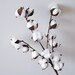 Dried Cotton Branch 29.5' Long 15 Cotton Balls Branches Cotton Ball Stalks Natural Rustic Wedding Decor Centerpiece Wreath Barn 