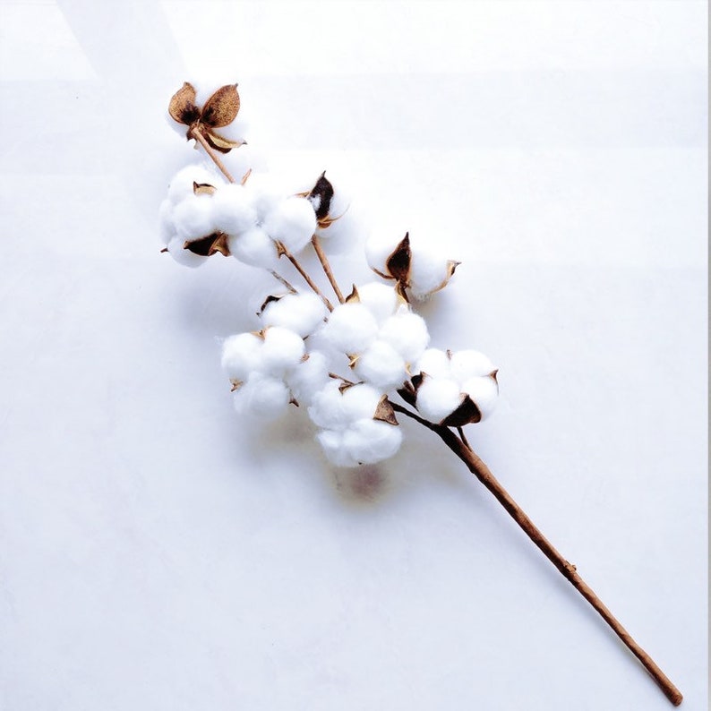 Dried Short Cotton Branch 18 Long 10Cotton Balls Etsy