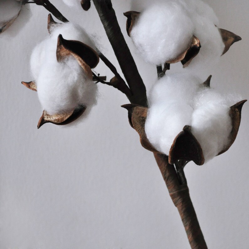 Cotton Branch
