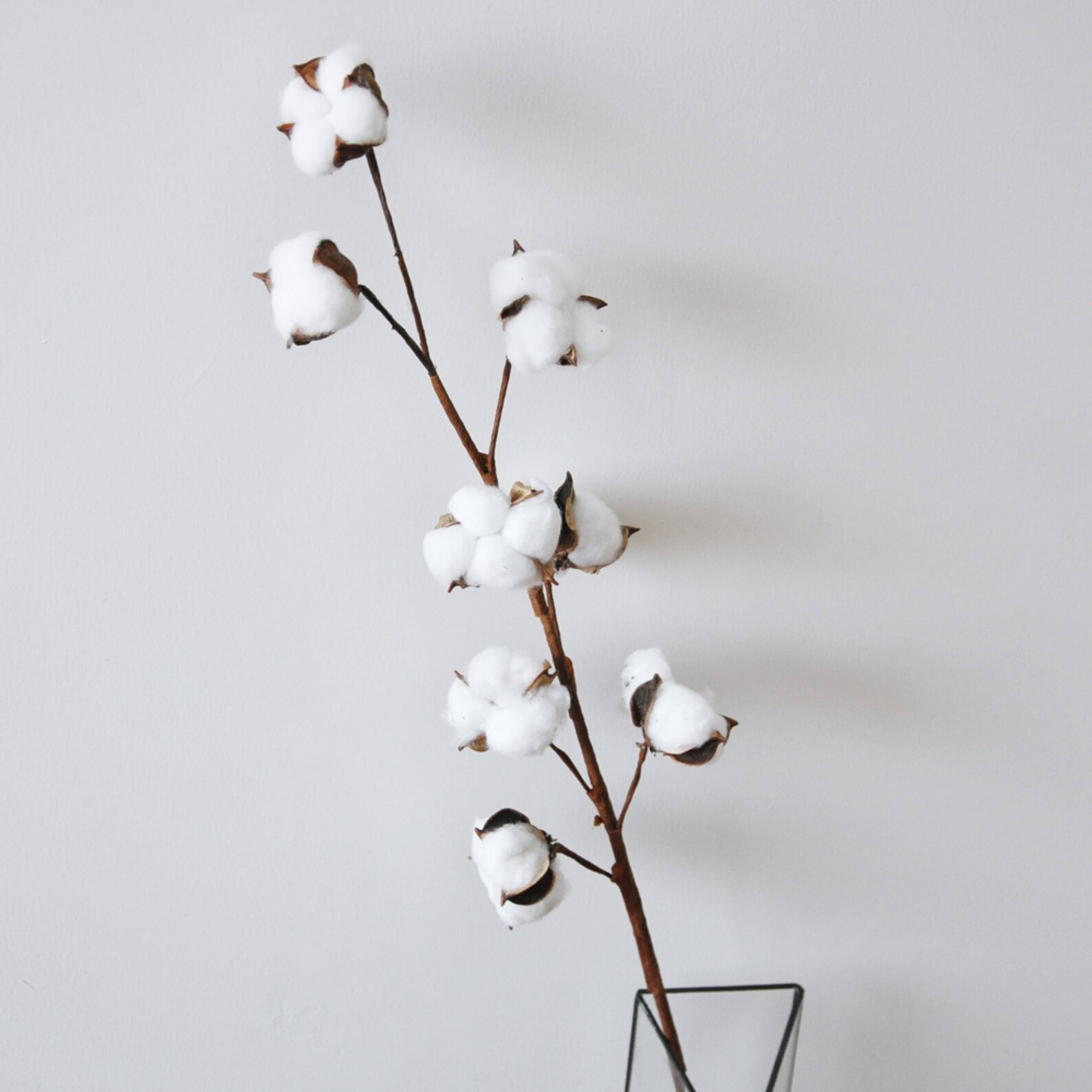 Dried Cotton Branch 29.5 Long 8 Cotton Balls Branches Etsy