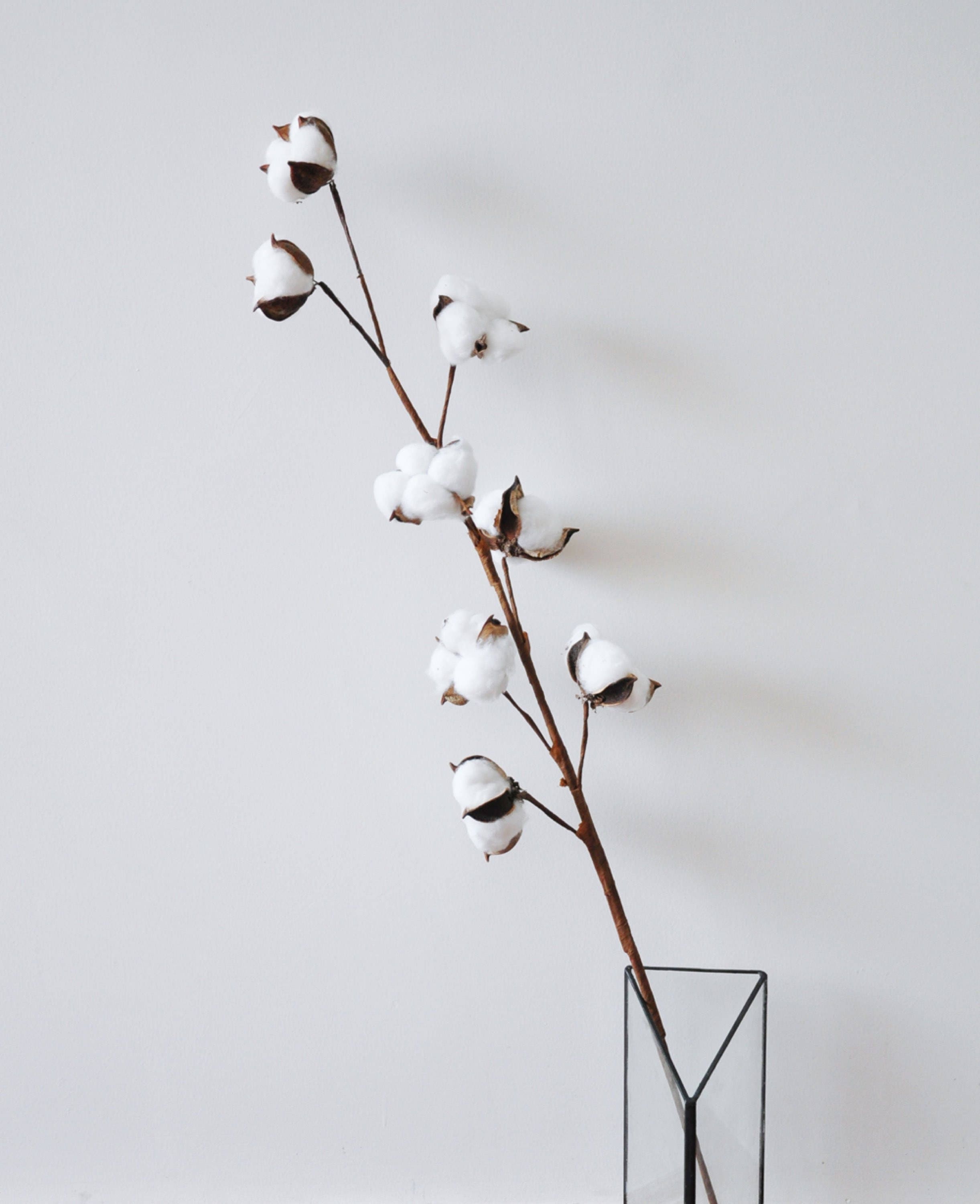 Dried Cotton Branch 29.5 Long 8 Cotton Balls Branches Etsy