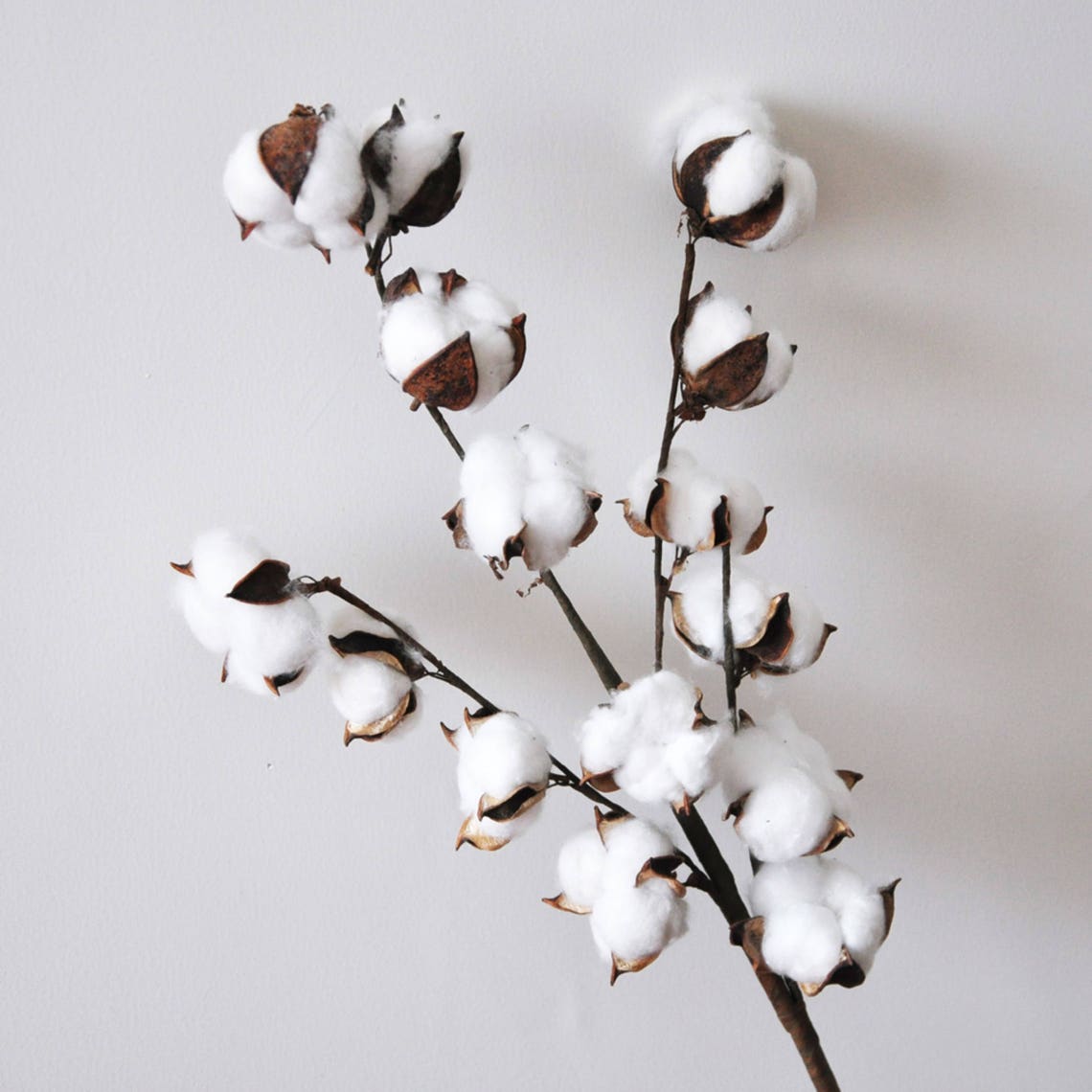 Dried Cotton Branch 29.5 Long 15 Cotton Balls Branches Etsy