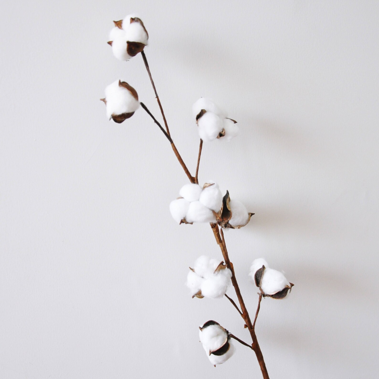 Dried Cotton Branch 29.5 Long 8 Cotton Balls Branches Etsy