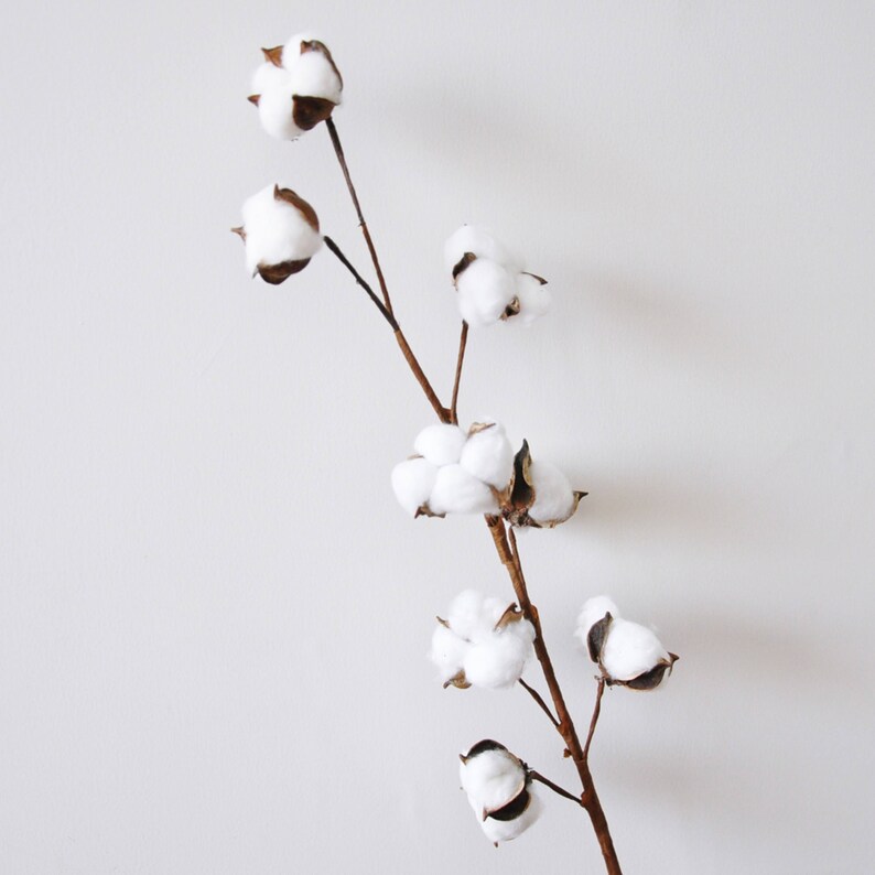 Dried Cotton Branch 29.5 Long 8 Cotton Balls Branches Etsy