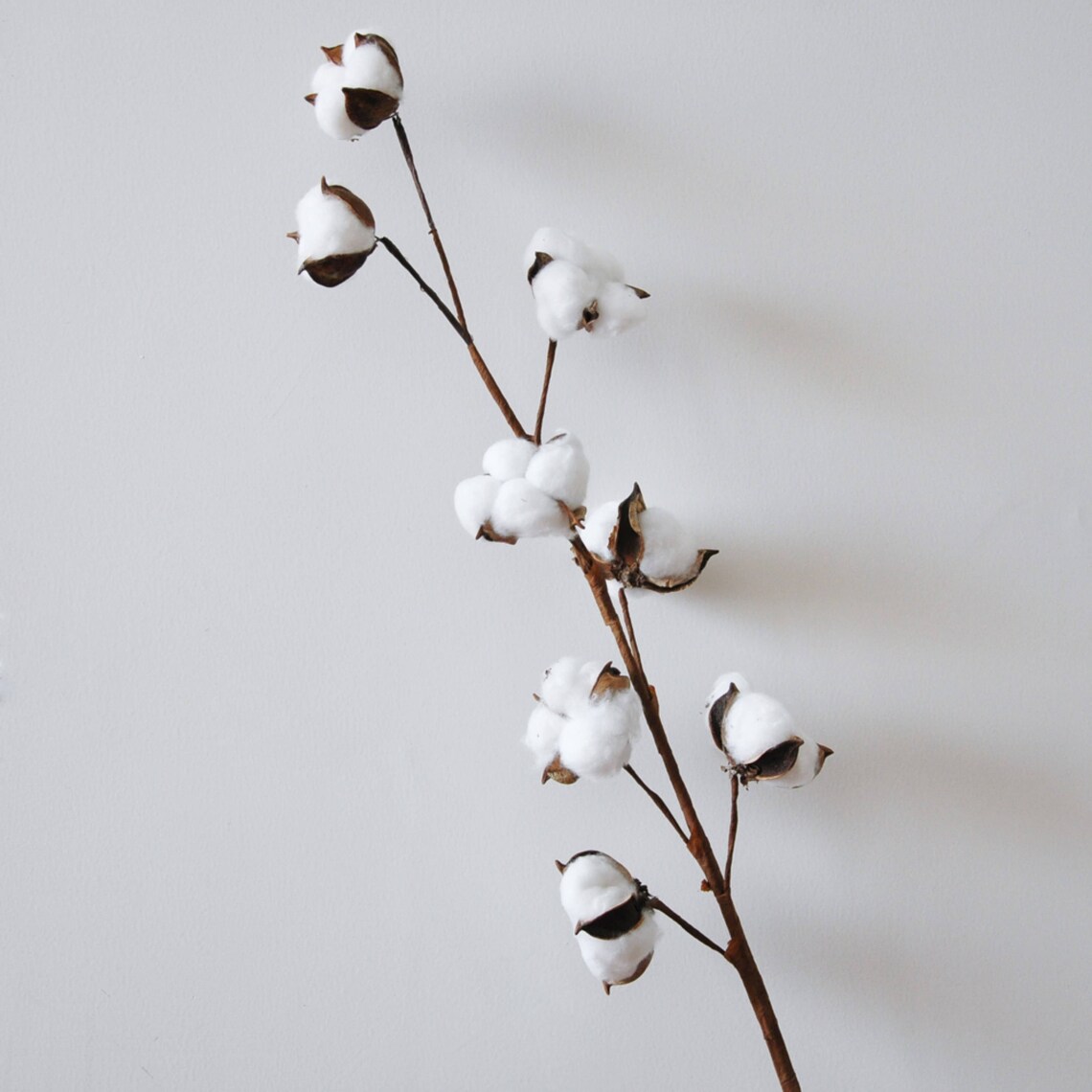 Dried Cotton Branch 29.5 Long 8 Cotton Balls Branches Etsy
