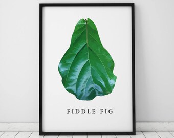 Fiddle Fig Leaf INSTANT DOWNLOAD Illustration Art, Digital Illustration, Botany Print, Green Leaf Printable, Green, Tropical Leaf Print