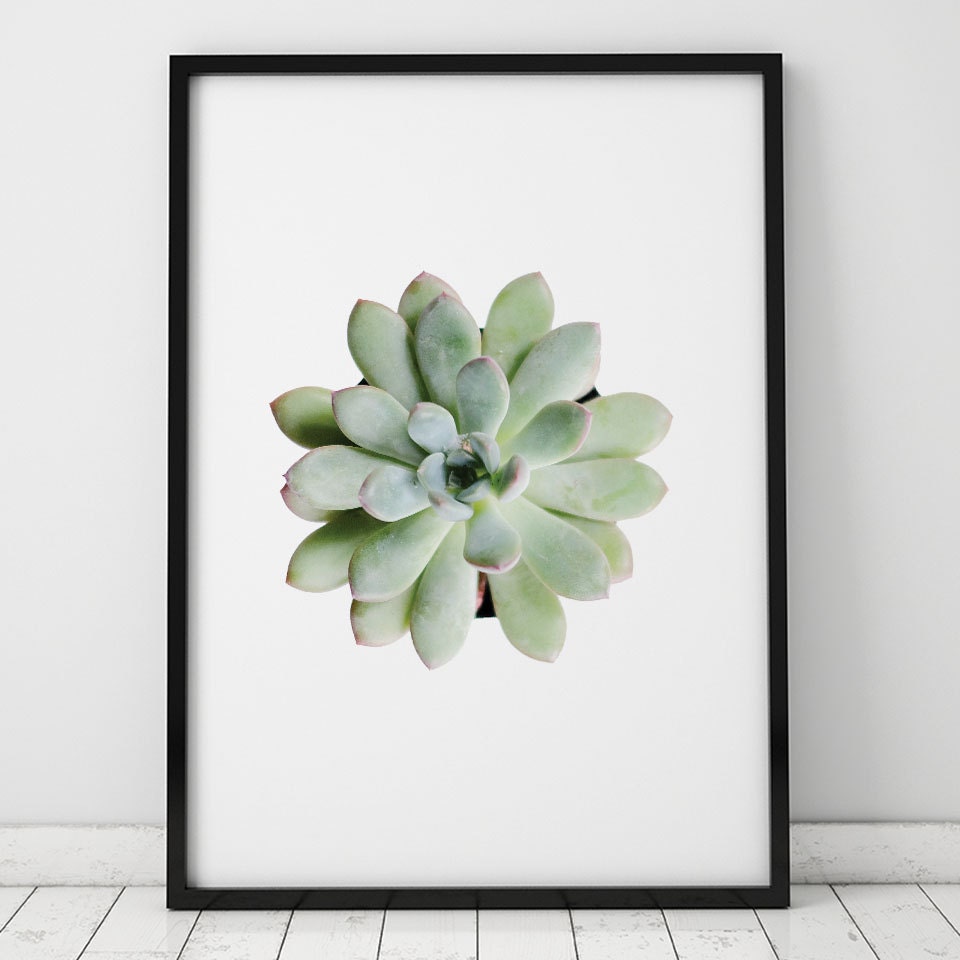 Succulent Art, Printable Succulent, Plant Photography, Succulent Poster ...