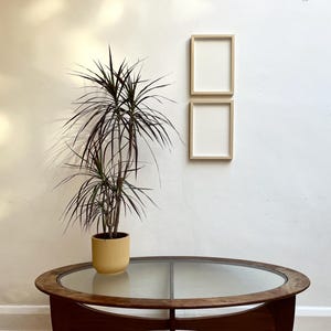 May include: A glass-top coffee table with a wooden frame, a potted plant with dark green leaves, and two empty picture frames on a white wall.