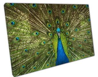 Peacock Canvas Art Etsy
