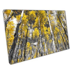 Aspen Trees Wall Art Print  Vibrant Golden Yellow Leaves in Colorado Forest  Canvas Home Office Decor