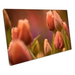 Elegante Pfirsich-Tulpe Leinwandkunst: Blumendruck für Zuhause & Bürowand - Verträumtes botanisches Dekor