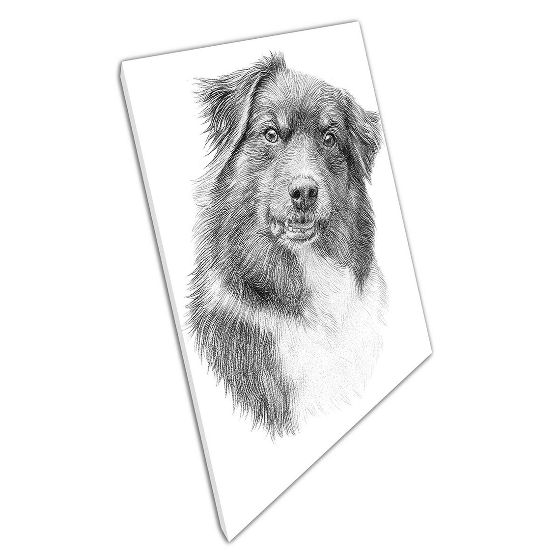 Detailed Drawing Sketch Australian Shepherd Pet Dog | Etsy