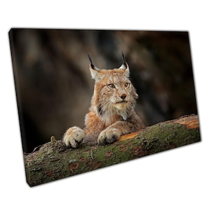 Eurasian Lynx Wall Art Print on Canvas - Playful Scene on Mossy Tree Trunk - Perfect Home Office Decor