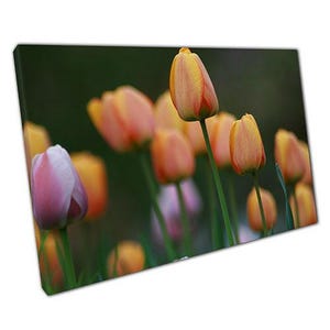 Elegante rosa Pfirsich Tulpe Leinwand Kunst: Frühling Sommer Blumen Dekor für Zuhause & Büro