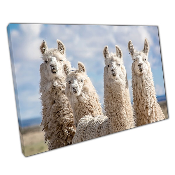 Argentine Animals Fluffy Llamas Alpacas Argentina South America Wall Art Print On Canvas Picture For Home Office Decor