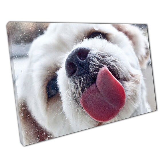 Why Does My Dog Lick My Earrings