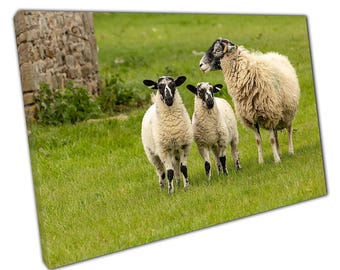 Canvas Wall Art Print Swaledale Ooilammeren - Yorkshire Dales Meadow Decor for Home Office