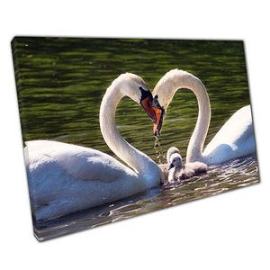 Romantic Swan Couple Canvas Print: Heart-Shaped Water Scene Wall Art for Home & Office Decor