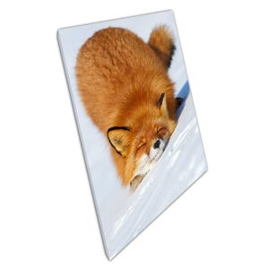 Playful Red Fox in Arctic Snow: Wildlife Photography Canvas Print for Siberian-Inspired Home Decor