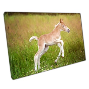 Haflinger Foal Galloping Canvas Wall Art Print for Home Office Decor