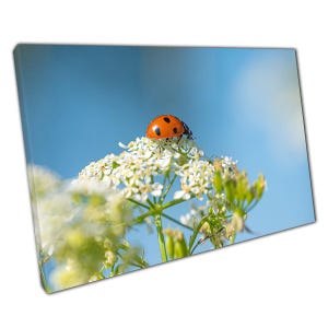 Canvasprint Lieveheersbeestje op witte bloemen - Sunny Day Insect Photography Wall Art For Home Office Decor