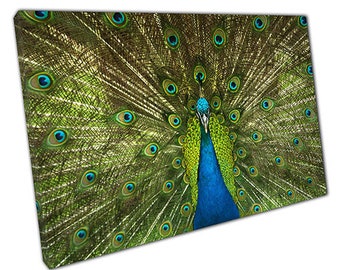 Print on Canvas Peacock Showing Tail Feathers Ready to Hang Wall Art Print Picture For Home Office Decor