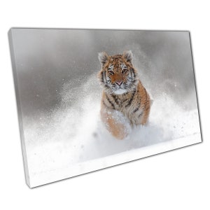 Endangered Powerful Siberian Tiger Running In The Thick Snowy Terrain Big Cat Wall Art Print On Canvas Picture For Home Office Decor image 1