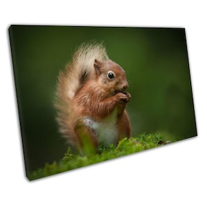 Red Squirrel Nut Eating Wildlife Art Canvas Print  Ready to Hang Home Office Decor