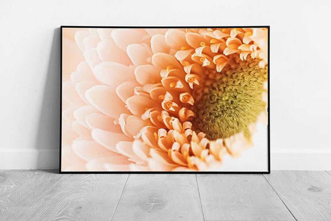 Blooming Daisy Flower Photography Wall Art Print Macro View Framed ...