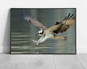 Osprey Hawk Lunging To Catch Fish In The Water Amazing Wild Bird Of Prey Photography Wall Art Print on Paper Framed Picture print