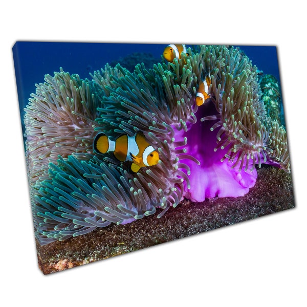 Three Clownfish Anemonefish Swimming Through A Vibrant Colourful Sea Anemone Sea Life Wall Art Print On Canvas Picture For Home Office Decor