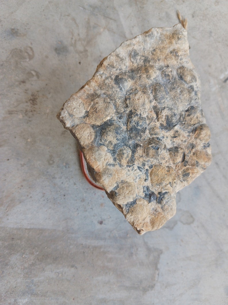 Dinosaur Skin Fossilized in Limestone Etsy
