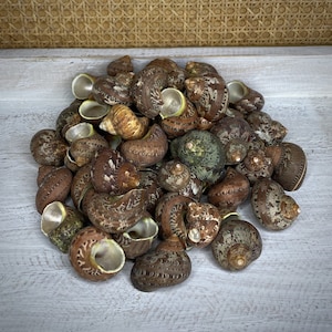 Turbo Petholatus 1kg