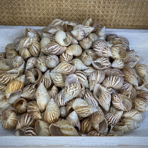 Japanese Land Snail