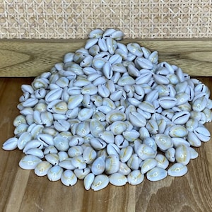 COWRIES　オサナ　カノコ　パパイア　フイリチドリダカラガイ　宝貝　貝殻5個 COWRIES オサナ カノコ パパイア フイリチドリダカラガイ 宝貝