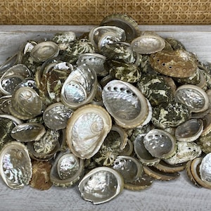 May include: A collection of iridescent abalone shells in shades of white, green, and brown. The shells display a textured surface and natural patterns. These shells are a decorative item, suitable for home decor, with a pearlescent sheen.