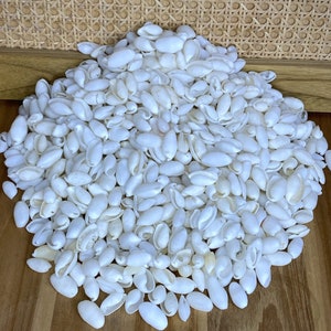 Weiße Bubble Muscheln