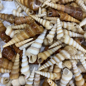 Terebra Turitella 1 Kg